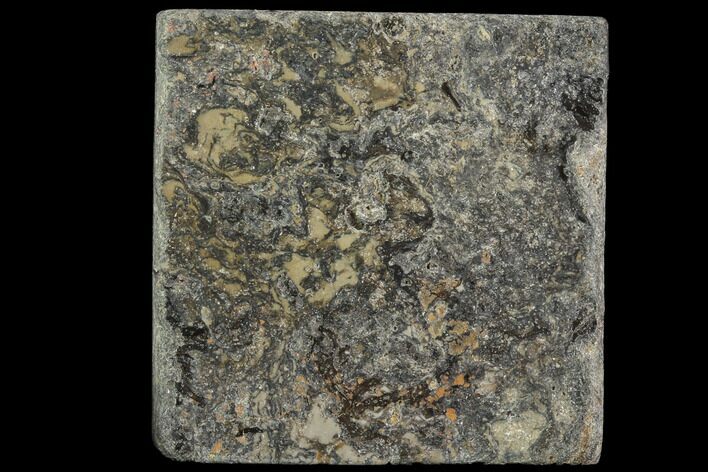 Rhynie Chert - Early Devonian Vascular Plant Fossils #86732